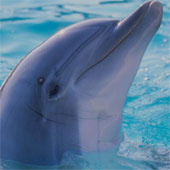 Dolphins can call each other's names