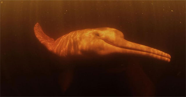Dolphins can emit hundreds of different cries