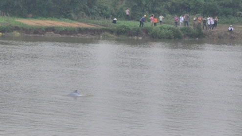 Dolphins 'dancing' on the river