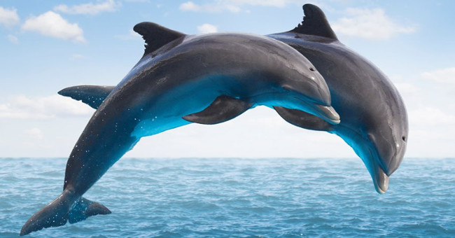 Dolphins develop brains by communication needs higher than other species