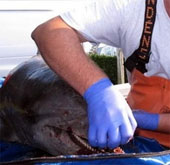 Dolphins die massively along the US coast