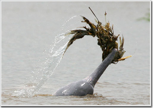 Dolphins flirt with their mates with ... trash