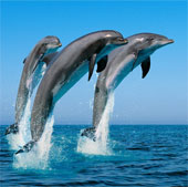 Dolphins have the longest social memory in the animal world