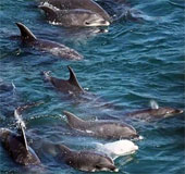 Dolphins kill themselves because of losing children