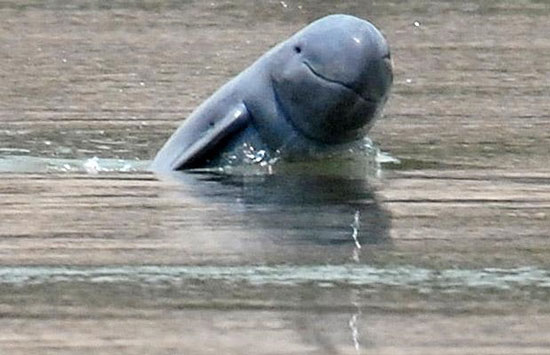Dolphins on the Mekong River are about to become extinct