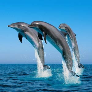 Dolphins prepare food like a chef