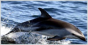 Dolphins rescue whales