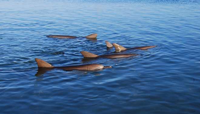 Dolphins set up societies to compete for partners