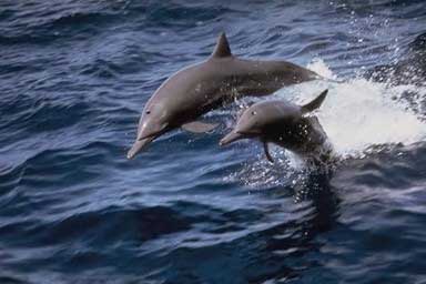 Dolphins spinning like?