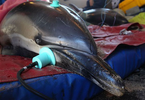 Dolphins stranded on the US coast