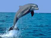 Dolphins teach each other to do circus