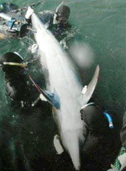 Dolphins used to live on land