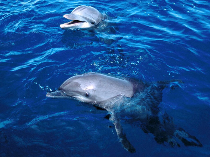 Dolphins whistle to remember the same characteristics