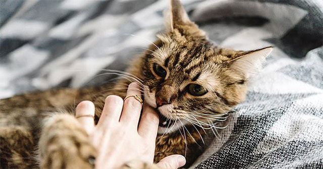 Domestic cats gnaw human corpses: Thought is a horror story but real!