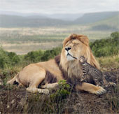 Domestic cats 'play around' lions, 'chase' African elephants