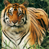 Domestic dog virus threatens Asian tigers