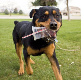 Domestic dogs are formed by the 'landfill'.