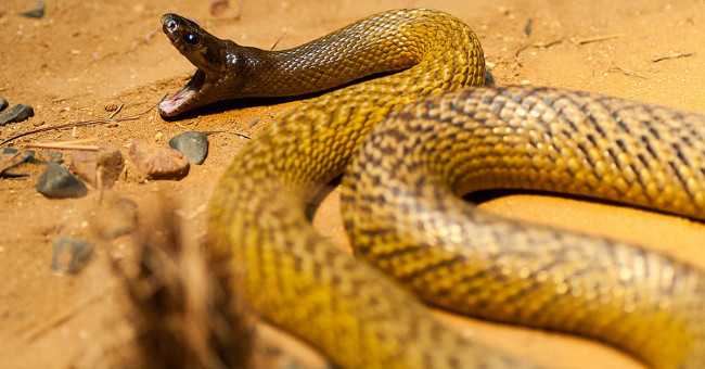 Domestic Taipan: The venomous snake kills 100 people at once