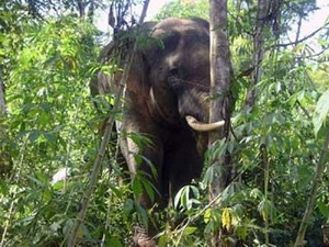 Dong Nai: Appeared to destroy forest elephants