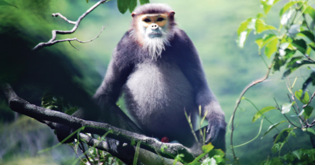 Dong Nai first appeared black-shanked douc langur