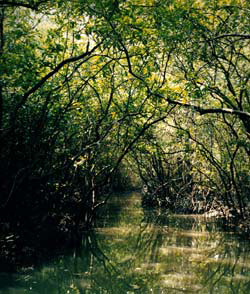 Dong Nai: Mangrove animals are threatened