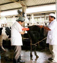 Dong Nai: Research on application of animal embryo transfer techniques in breeding high-yield beef and dairy cows