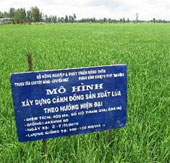 Dong Thap effectively uses four major rice varieties