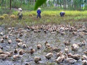 Dong Thap Muoi: Duck runs ... copper overflow!