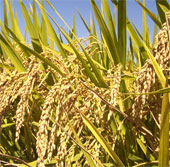 Dong Thap: Successfully creating new rice varieties