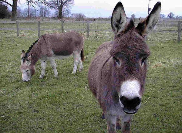 Donkeys are really stupid and stubborn?