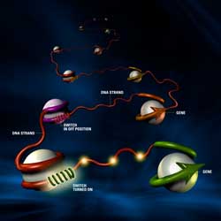Don't expect a genetic breakthrough soon