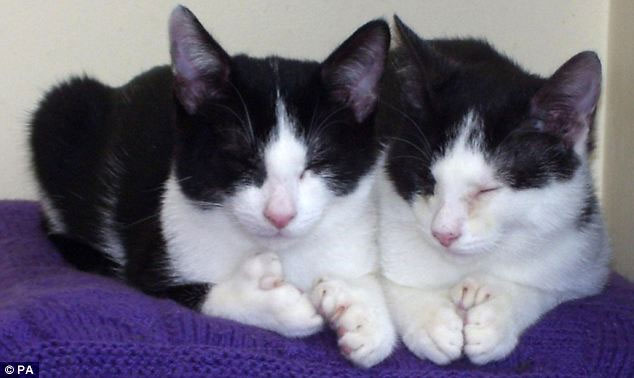 Double mutant cat 54 toes