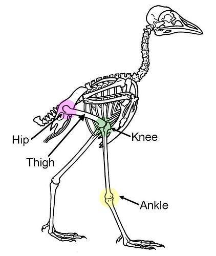 Doubt about the connection between birds and dinosaurs