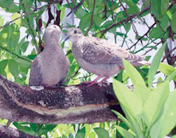 Dove love with ears