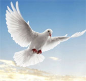 Dove - The intelligent bird of the animal world
