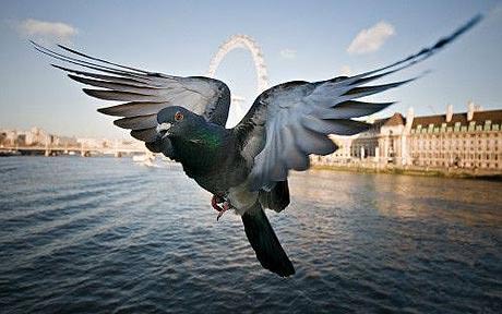 Dove warning danger by wings