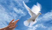 Doves always like 'gambling' with choice