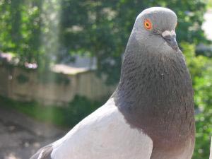 Doves and baboons have great memories