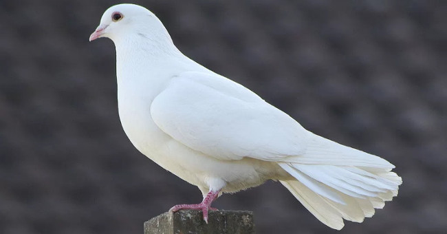 Doves can be aware of multi-dimensional space and time