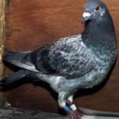Doves find their way back not by training
