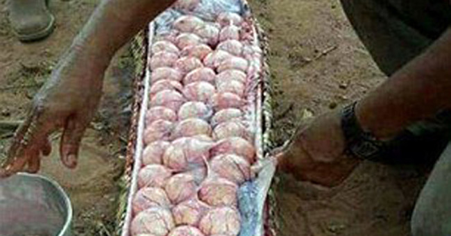 Dozens of eggs are packed in large python belly