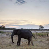Dozens of elephants died from poisoning