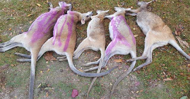 Dozens of mysterious kangaroos die in Australia
