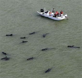 Dozens of pepper whales are stranded on American beaches