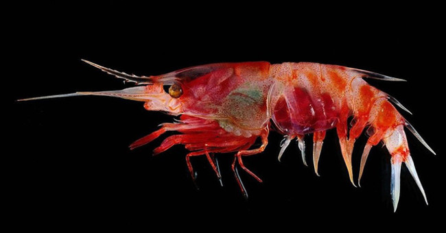 Dozens of strange creatures found in Indonesia