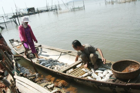 Dozens of tons of fish died suddenly due to sweetened water