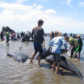 Dozens of whales are stranded on the coast of New Zealand