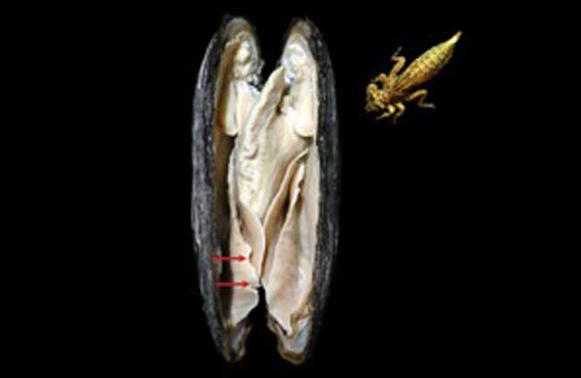 Dragonflies attack boys breeding