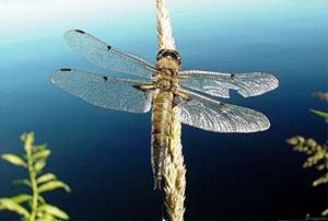 Dragonflies migrate like birds
