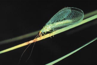 Dragonfly grass is useful